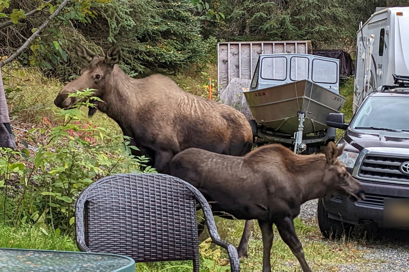 A cow moose and her calf browsing in a neighborhood yard