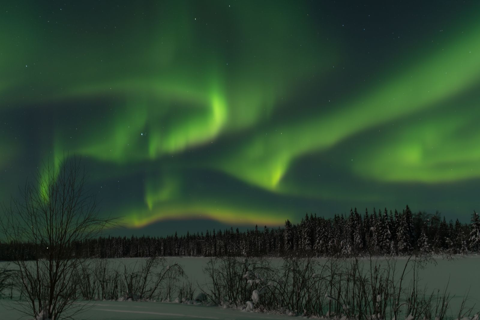 Green northern lights swirling over a dark spruce forest on a winter night