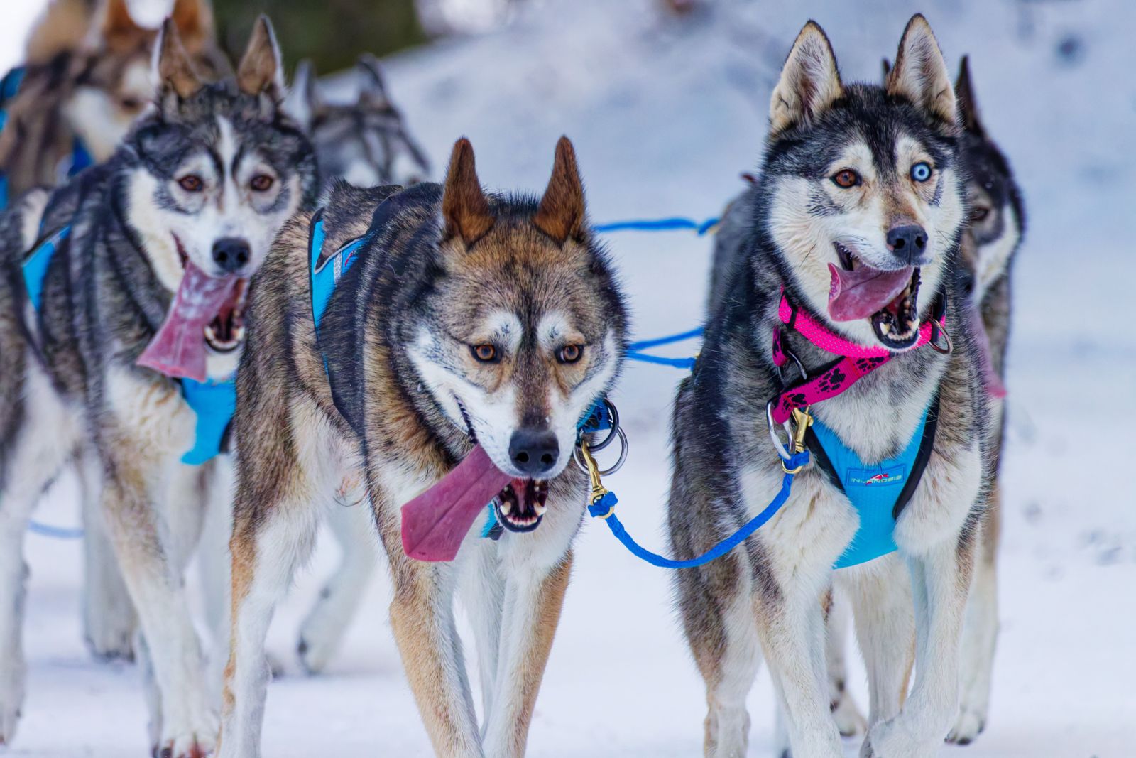 A team of huskies in harnesses running through snow
