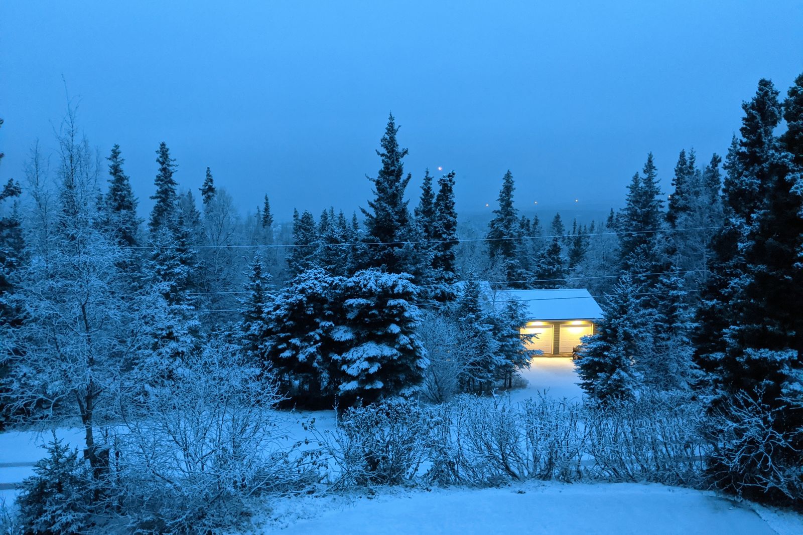 Snow-covered spruce at dusk, seen from the house